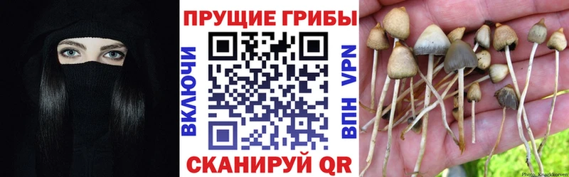 Галлюциногенные грибы GOLDEN TEACHER Новочебоксарск